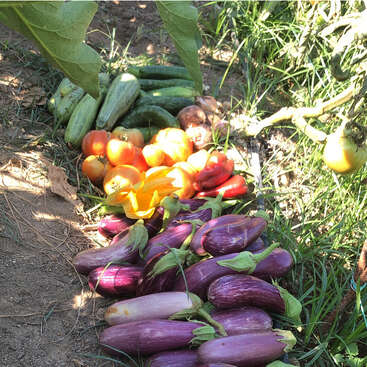 A colorful assortment of freshly harvested vegetables, including eggplants, tomatoes, cucumbers, peppers, and onions, lies on the garden soil surrounded by green plants.