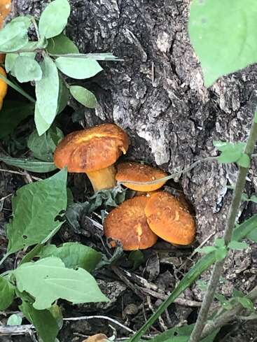 Clustered orange mushrooms grow at the base of a tree trunk, surrounded by green leaves and branches, blending naturally with the earthy forest floor environment.