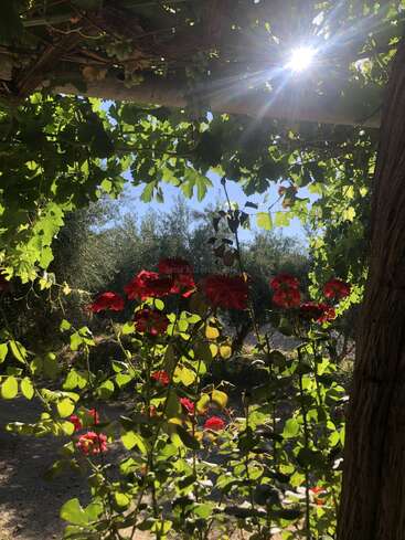Sunlight filters through leafy grapevines overhead, casting dappled light on vibrant red roses below. The scene feels peaceful, lush, and full of natural beauty.