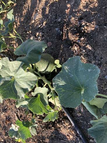 A young melon grows on a vine, surrounded by large green leaves on cultivated soil. Sunlight casts shadows, highlighting healthy crop development in the garden.