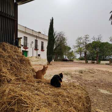 The image depicts two cats sitting on a pile of hay in a barn, with a white building and trees visible in the background on an overcast day.
