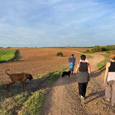 Trois personnes marchent sur un chemin de terre sinueux à travers les champs, sous un ciel bleu, accompagnées de deux chiens. Le paysage est plat et baigné de soleil, serein.