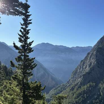 Das Sonnenlicht fällt durch hohe Kiefern an einem zerklüfteten Berghang. Entfernte Hügel und tiefe Täler bilden eine atemberaubende Kulisse unter einem klaren blauen Himmel.