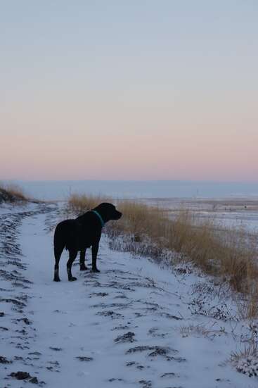 A black dog stands on a snowy path, gazing toward the open landscape. Dry grasses line the trail under a softly colored pastel evening sky.
