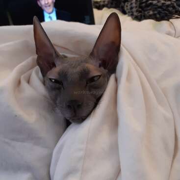 The image features a hairless cat wrapped in a white blanket, with a person\'s face visible in the background, although it is too blurry to discern any details.