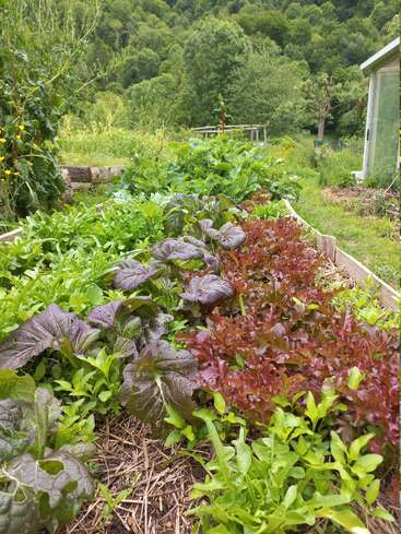 Ce potager luxuriant regorge de légumes verts à feuilles et de laitues rouges, entouré d'arbres luxuriants. La serre se trouve à proximité, créant une oasis biologique paisible et florissante.