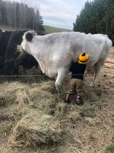 Uma criança pequena usando um chapéu amarelo está ao lado de uma grande vaca branca, estendendo a mão por baixo dela, cercada por grama seca e várias outras vacas escuras.