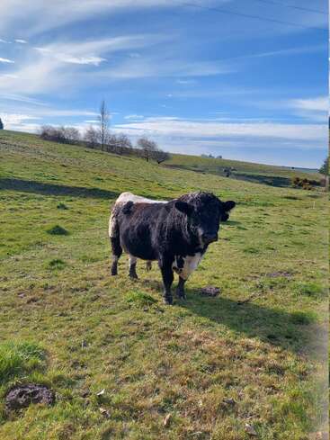 Uma vaca preta e branca está em um pasto verde sob um céu azul brilhante com nuvens espalhadas. Colinas onduladas, árvores e campo aberto completam a cena pacífica.