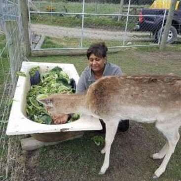Uma pessoa se agacha ao lado de uma banheira cheia de folhas verdes, alimentando um veado marrom. Eles estão ao ar livre, perto de uma área cercada, e há veículos visíveis nas proximidades.