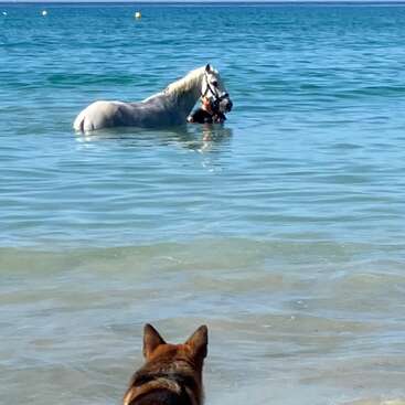 Um pastor alemão está na beira da praia, vendo um cavalo branco e seu cavaleiro nadando tranquilamente nas águas azuis e claras do oceano.