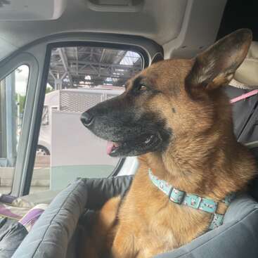 Um cachorro grande, marrom, com uma coleira azul estampada, está sentado confortavelmente em um assento cinza do carro, olhando pela janela com as orelhas em pé e a língua ligeiramente para fora.
