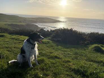 Ein schwarz-weißer Hund sitzt auf grünem Gras und schaut auf eine malerische Küste. Die Sonne geht unter und taucht das Meer und die fernen Klippen in goldenes Licht.