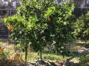 Un frondoso naranjo se alza a la luz del sol, cargado de naranjas maduras y racimos de flores blancas. Al fondo se ve hierba verde y otro naranjo.