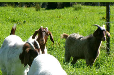 Cuatro cabras pastan en un frondoso campo verde. Tres son blancas con la cabeza marrón, mientras que una es completamente marrón. La luz del sol ilumina la vibrante escena.