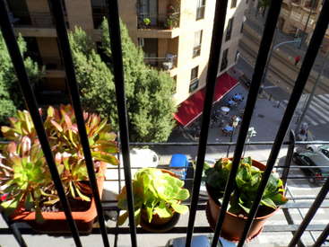 Das Bild zeigt einen Balkon mit Topfpflanzen, mit Blick auf eine Straße mit Autos und Gebäuden, aufgenommen hinter schwarzen Metallgittern.