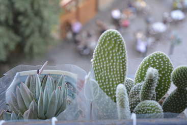 Das Bild zeigt eine Sammlung von Topfpflanzen, darunter Kakteen und Sukkulenten, mit einer Mischung aus grünem und braunem Laub, vor einem neutralen Hintergrund. Die Pflanzen sind in einer optisch ansprechenden Weise angeordnet.