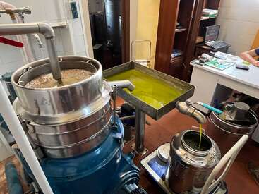 Esta imagen muestra un proceso de extracción de aceite de oliva en una pequeña instalación. El aceite de oliva fluye desde un equipo industrial hasta un recipiente metálico situado junto a un escritorio y estanterías.