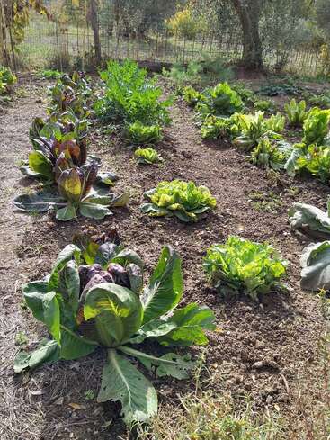 Esta imagen muestra un huerto con hileras de verduras de hoja verde, incluidas lechugas y otras plantas para ensalada, que crecen en un suelo bien cuidado bajo un cielo soleado.