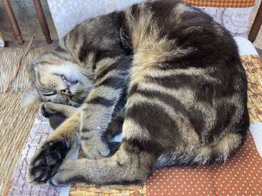 Un esponjoso gato atigrado duerme en una silla, acurrucado con las patas sobre la cara, la boca ligeramente abierta, con un aspecto totalmente relajado y tranquilo.