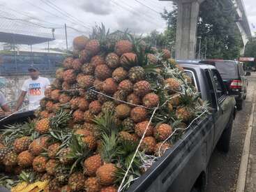 A pickup truck overloaded with pineapples is parked on a street. Two people stand nearby. The pineapples are secured with netting, ready for transport.