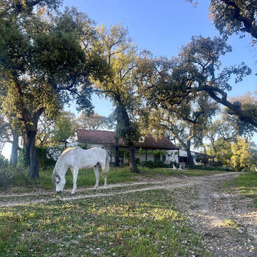 Uma cena serena do campo, com um cavalo branco pastando perto de uma casa rústica, cercada por grama verde, árvores altas e um céu azul claro acima.