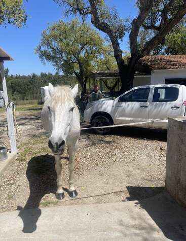 Um cavalo branco está parado perto de uma casa, em uma área ao ar livre ensolarada. Atrás dele, uma pessoa está ao lado de uma caminhonete branca, cercada por árvores e sombras.