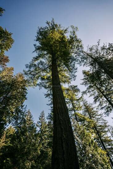 The image depicts a towering tree with a slender trunk and lush green foliage, set against a clear blue sky, surrounded by other trees in a forest.