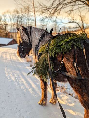 Un caballo marrón con crin rubia se encuentra en un camino nevado, adornado con ramas de pino verdes, enjaezado, disfrutando de la dorada luz del sol invernal, con árboles detrás.
