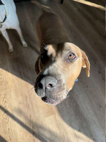 Ein brauner Hund guckt neugierig in die Kamera, während er auf einem Holzboden im Sonnenlicht steht. Ein weiterer weißer Hund ist neben ihm teilweise zu sehen.
