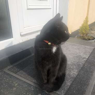 La imagen muestra a un gato negro con una mancha blanca en el pecho, adornado con un collar rojo con un cascabel, sentado en el umbral de una casa.