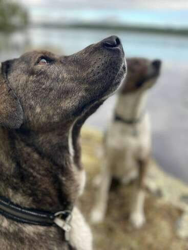 Dos perros están sentados junto a un estanque, ambos mirando atentamente hacia arriba. El perro del primer plano aparece nítidamente enfocado, mientras que el fondo está ligeramente desenfocado.