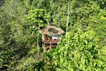 Une cabane en bois au toit de chaume se dresse au milieu d'un feuillage tropical dense et luxuriant, se fondant harmonieusement dans son environnement naturel et offrant une retraite paisible et isolée dans la forêt.