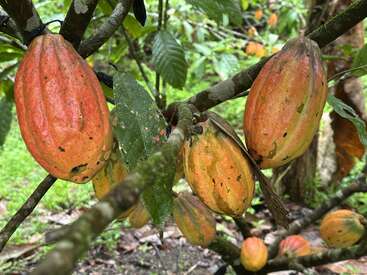 De grandes cabosses de cacao mûr pendent des branches au milieu des feuilles vertes. Les cabosses sont orange et jaunes avec des taches sombres et poussent dans un environnement tropical luxuriant.