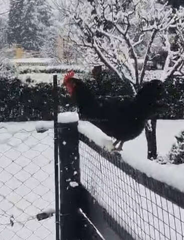 Ein schwarzer Hahn balanciert auf einem verschneiten Drahtzaun. Der Schnee bedeckt den Boden, die Bäume und die Büsche und schafft eine friedliche Winterszene in einem ländlichen Garten.