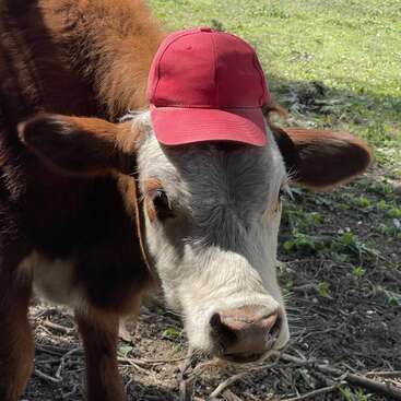 A brown and white cow stands outdoors on grass and dirt, wearing a red baseball cap on its head, looking directly at the camera, creating a playful scene.