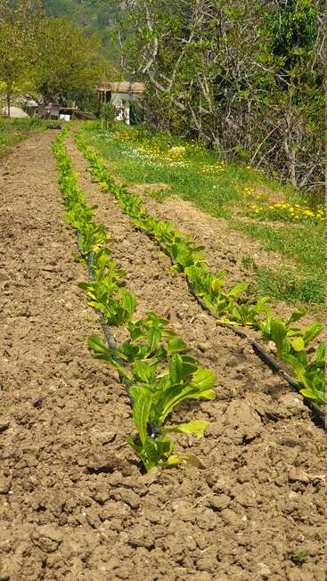 Two neat rows of young green lettuce plants grow in a sunlit garden. Dry soil, trees, wildflowers, and a small shed complete the rural scene.