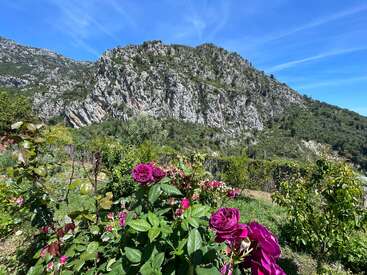 Vibrant purple roses bloom in the foreground, surrounded by lush greenery. Behind them, rugged mountains rise under a clear blue sky with wispy clouds. Peaceful scene.