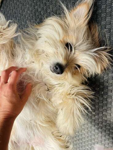 A fluffy dog lies on its back on a textured surface, enjoying a belly rub from a gentle hand, looking content and relaxed with soft fur.