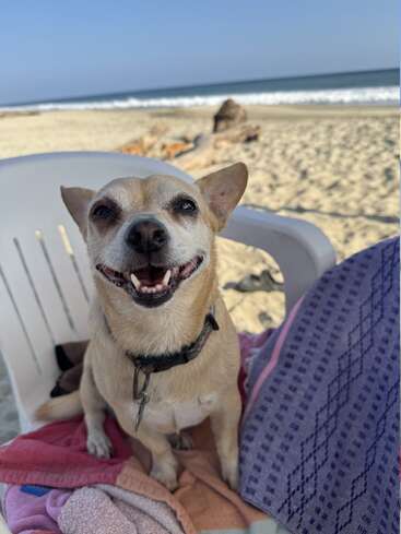 Ein kleiner, braungebrannter Hund sitzt glücklich auf einem Stuhl am Strand, umgeben von bunten Handtüchern, während im Hintergrund das Meer und der Sand zu sehen sind.