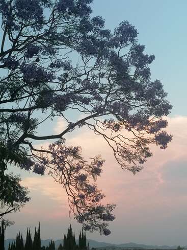 Un arbre en fleurs, orné de fleurs violettes, s'étend sur toute la largeur de l'image, se découpant sur un ciel tranquille au coucher du soleil, aux teintes pastel douces, avec des montagnes lointaines en arrière-plan.