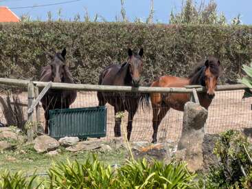 Três cavalos estão atrás de uma cerca de madeira em um cercado. Dois são marrom-escuros e um é marrom-claro. Há vegetação e pedras em primeiro plano.