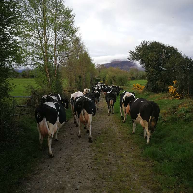 Help needed on Killarney dairy farm in County Kerry, Ireland