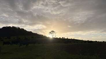 The image shows a serene countryside landscape at sunset, with cows grazing on grassy hills, silhouetted trees, and dramatic clouds illuminated by the fading sunlight.