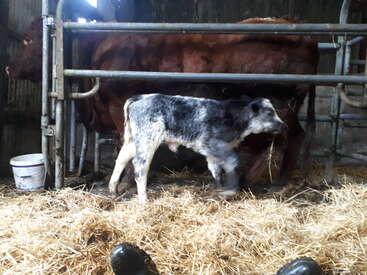 L'image représente un veau debout dans une étable, tourné vers la droite, avec une vache brune derrière lui, entouré de paille et d'un portail métallique.