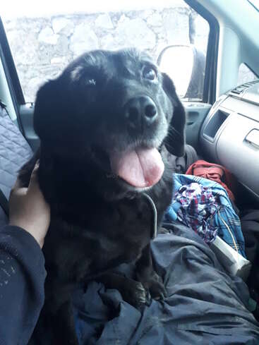 L'image montre un chien noir tirant la langue, assis sur le siège avant d'une voiture, la main d'une personne posée sur son cou.