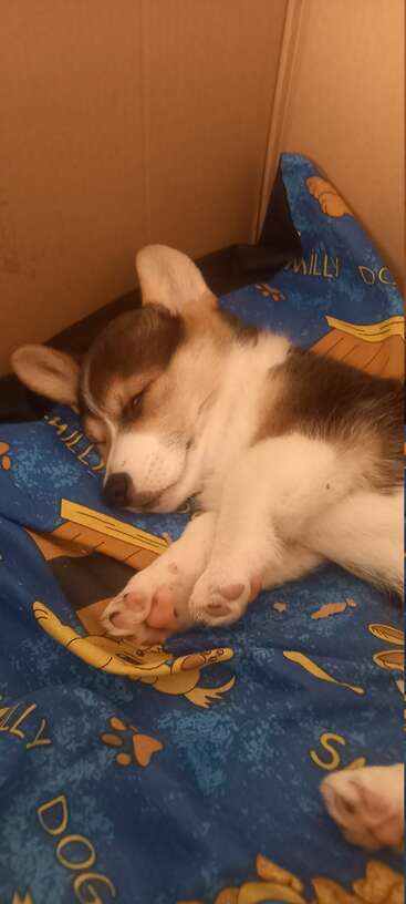 L'image représente un petit chien couché sur le côté, la tête reposant sur sa patte et le corps positionné en diagonale par rapport au cadre. Le chien est blanc avec des taches brunes.