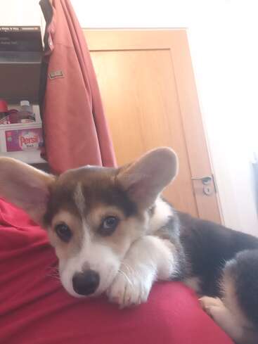 L'image représente un petit chiot aux grandes oreilles allongé sur les genoux d'une personne, sur fond de porte de placard et de veste rouge accrochée au mur.