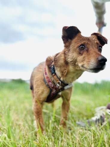 Um cachorrinho marrom, usando um arnês, fica em pé, atento, em um campo gramado. O fundo desfocado sugere um dia nublado, e uma pessoa segura a coleira dele.