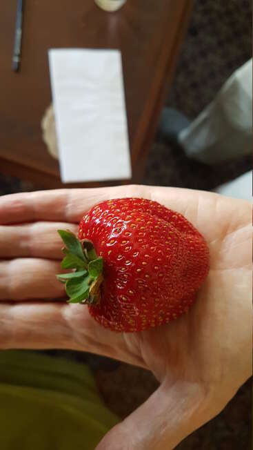 Eine große, reife Erdbeere mit einer leuchtend roten Farbe wird in einer offenen Hand gehalten. Im Hintergrund sind ein Tisch, eine Serviette und einige andere Gegenstände zu sehen.