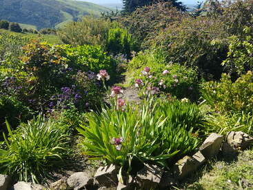 Ein farbenfroher Garten gedeiht im hellen Sonnenlicht, mit blühenden lila und rosa Blumen, üppigem grünen Laub, Steineinfassungen und sanften Hügeln im Hintergrund. Friedliche Szene.